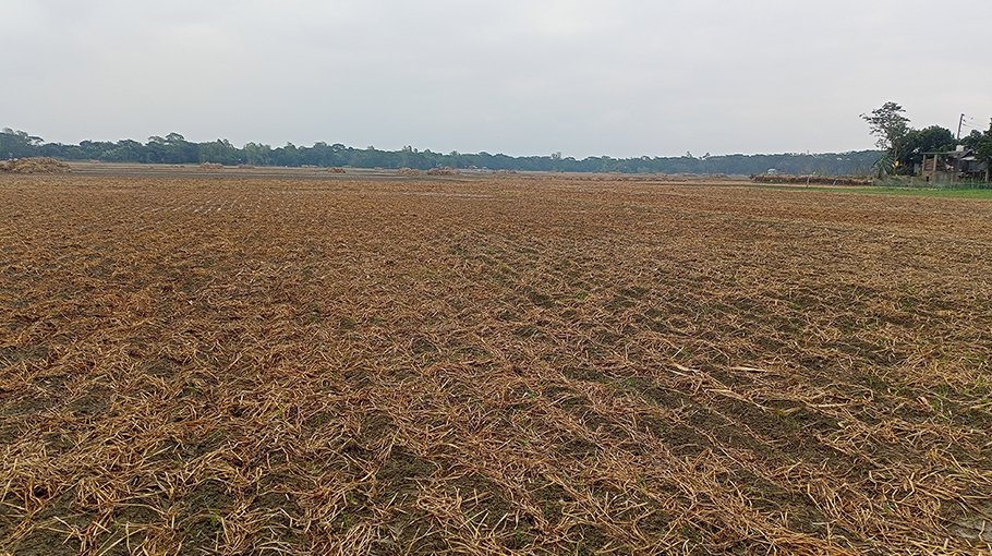 Rain damages potato   fields in Munshiganj