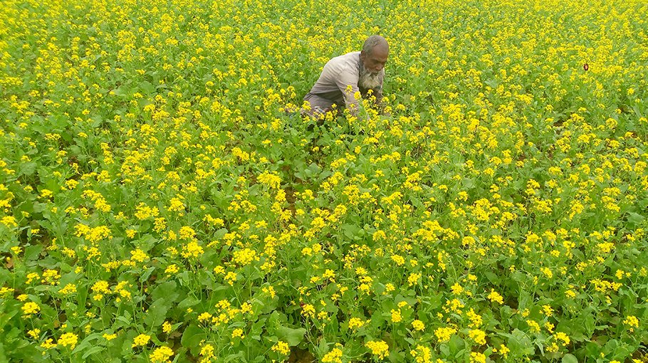 37,800 Jhenaidah farmers get  incentives for mustard farming