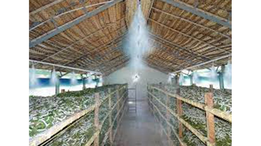 Sericulture makes hundreds of people self-reliant 