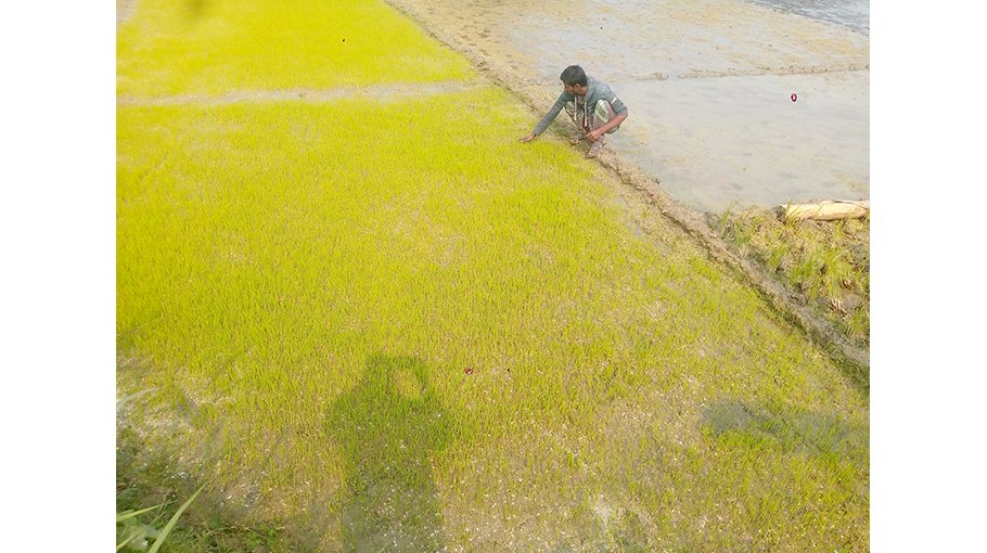 42,300 Boro farmers in Jhenaidah get incentives