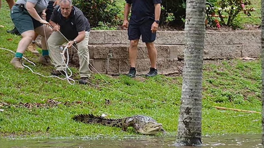 Towns inundated and crocs seen in Queensland floods 