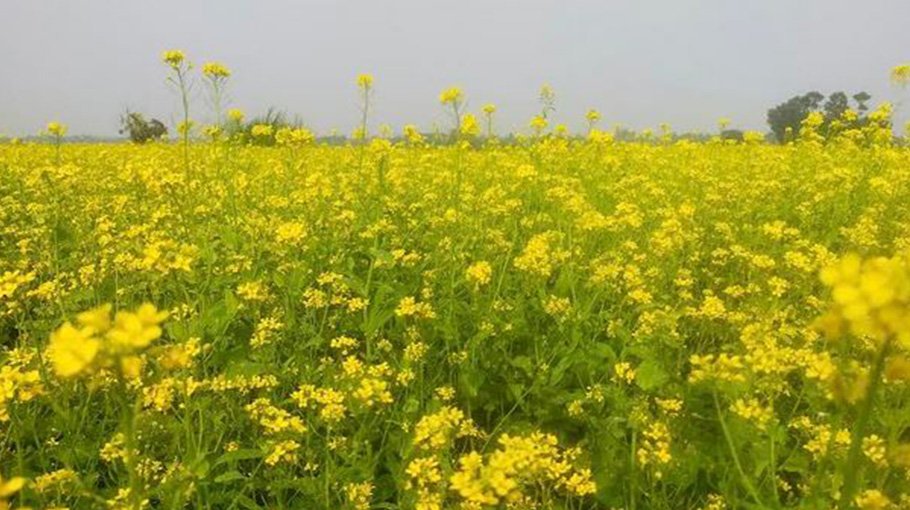 Production of 6.60 lakh tonnes mustard seed  likely in Rajshahi div