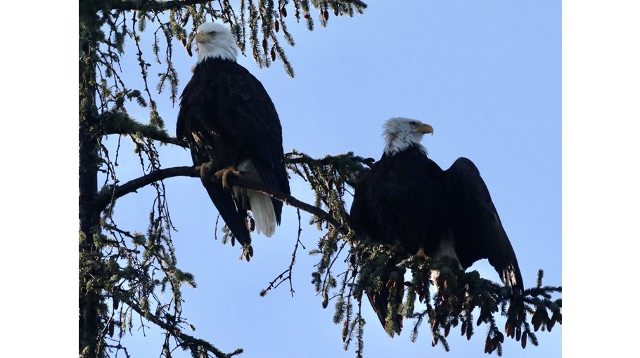 The Endangered Species Act is needed now more than ever