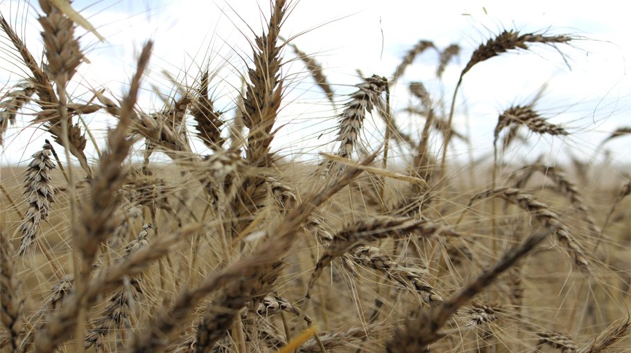 Global 2024 staple food supplies to be strained by dry weather, export curbs