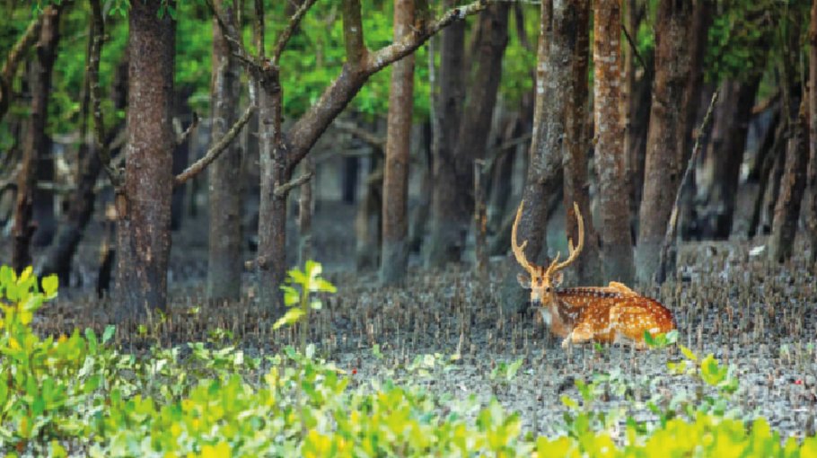 Govt initiatives help improve Sundarbans ecosystem, biodiversity