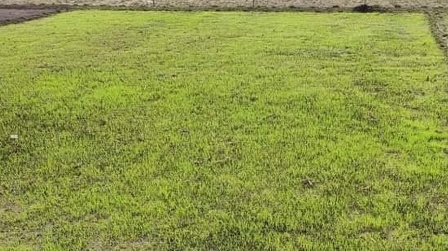 Seedbed preparation goes on to produce Boro seedlings
