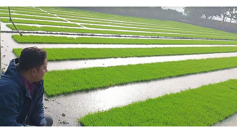 Boro farming progressing fast in Khulna region