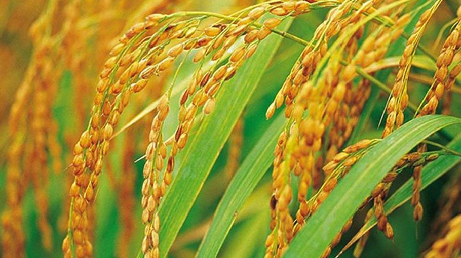 Two Hyv Boro rice get nod