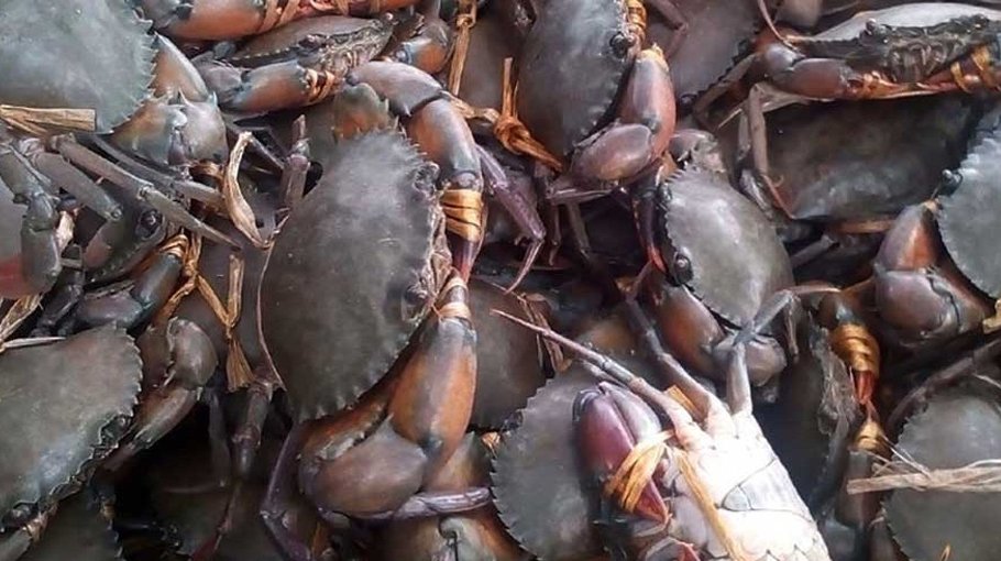 10 fishermen fined Tk 2 lakh for  catching crabs in Sundarbands