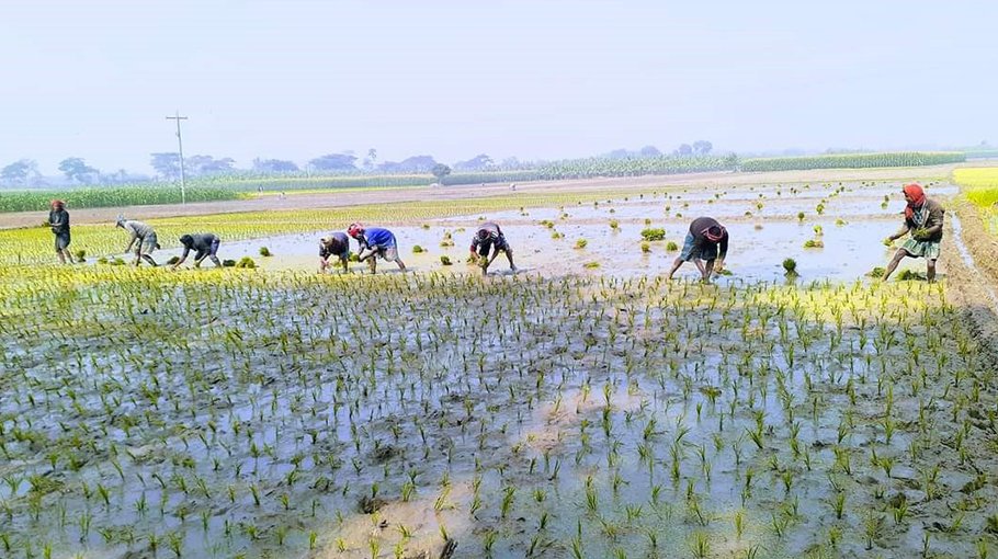 Chuadanga farmers busy planting Boro seedlings braving severe cold
