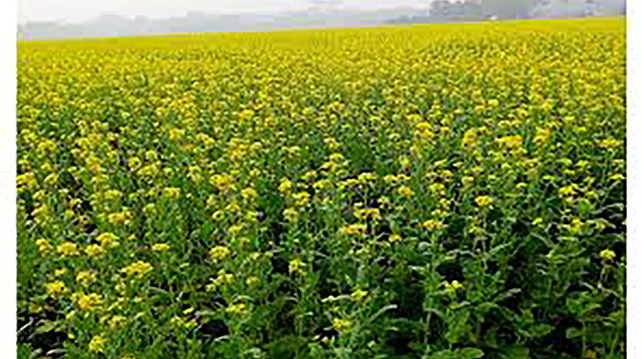 Bumper yield of mustard expected in Panchagarh