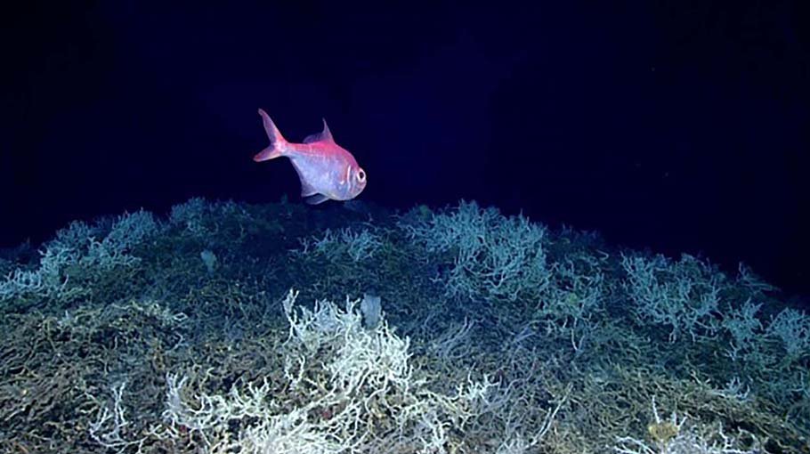 Largest deep-sea coral reef to date is mapped by scientists off the US Atlantic coast