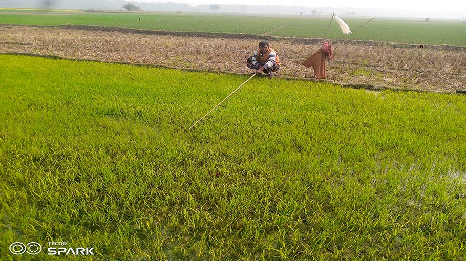 Cold wave, fog badly  affect  Boro seedbeds in Jhenaidah