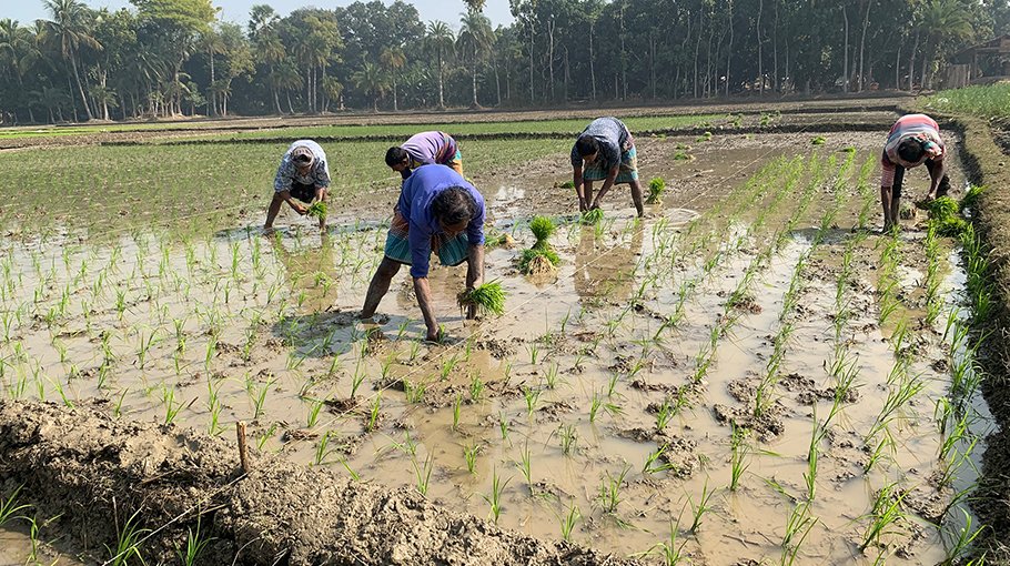 Farmers busy planting Boro seedlings in Satkhira