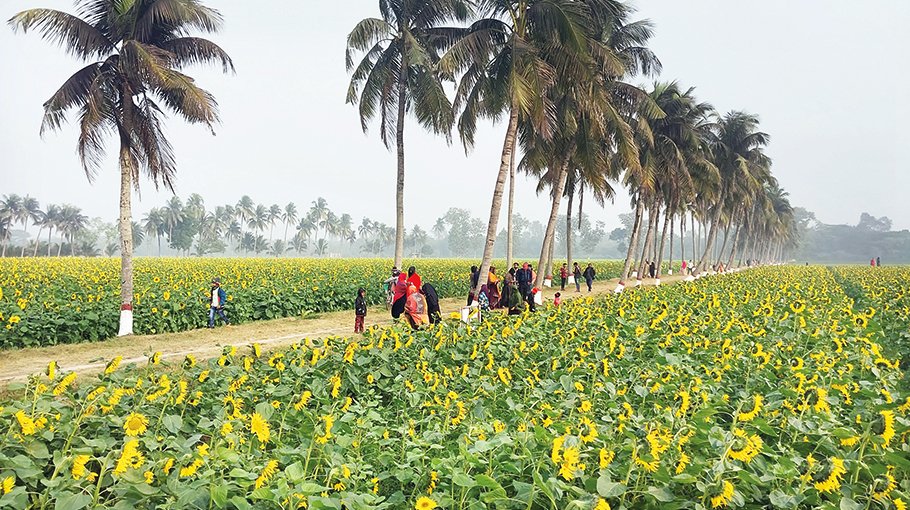 Sunflower garden lights up everyone in Meherpur