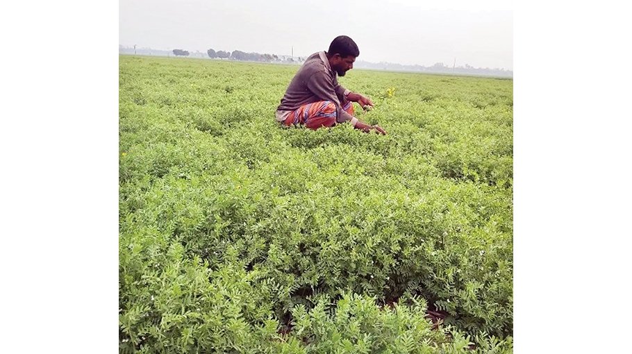 Dense fog harming Robi  crops, Boro seedlings