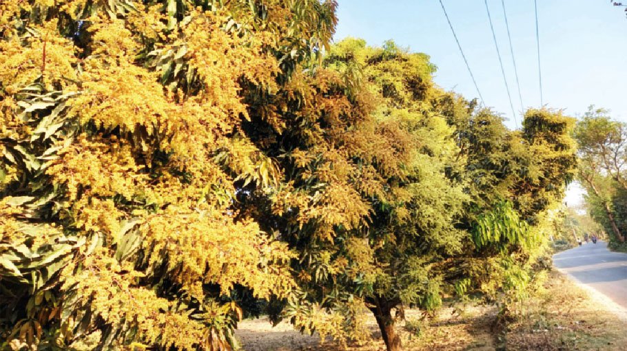 Early flowering indicates bumper mango yield