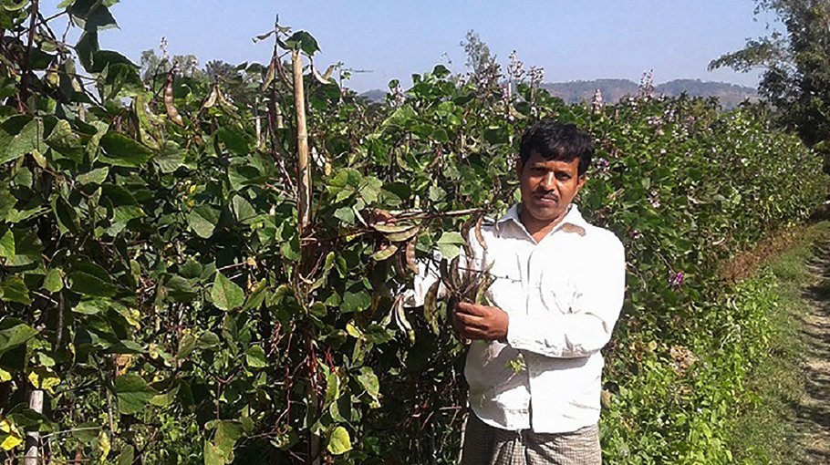 Bumper bean yield  in Sitakunda