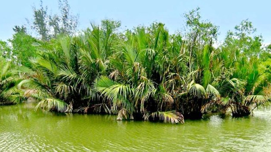 ‘Bawalis’ losing interest in Golpata  collection as demand falls