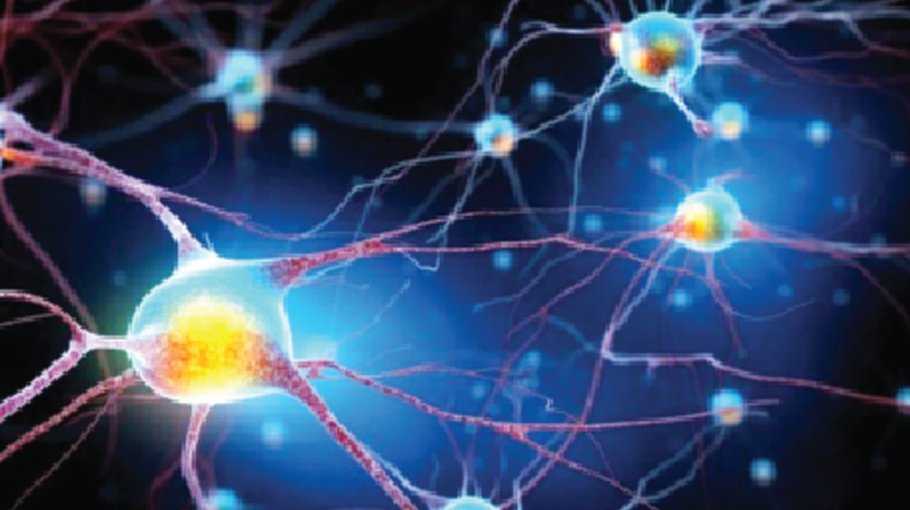 Fatty acids play crucial role in memory formation: study