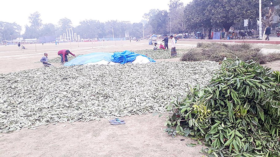 Traders busy collecting bay leaves in Dinajpur