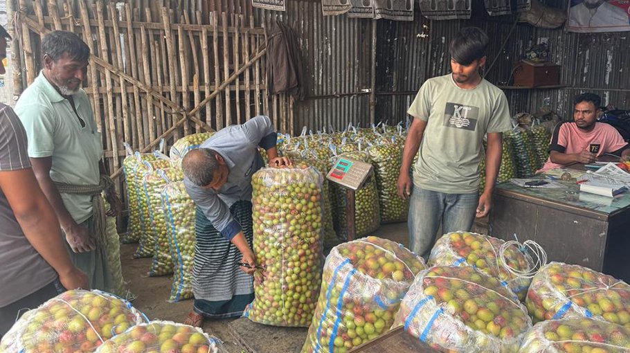 Plum cultivation gains ground in Satkhira