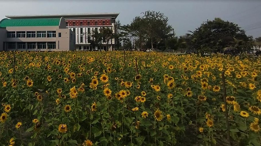 Sunflower farming expands  in Khulna region 