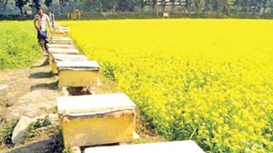 Honey worth Tk 5.77cr collected in Manikganj