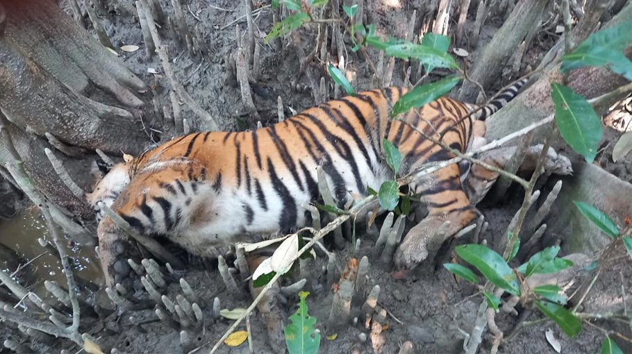 Tiger’s carcass found in Sundarbans