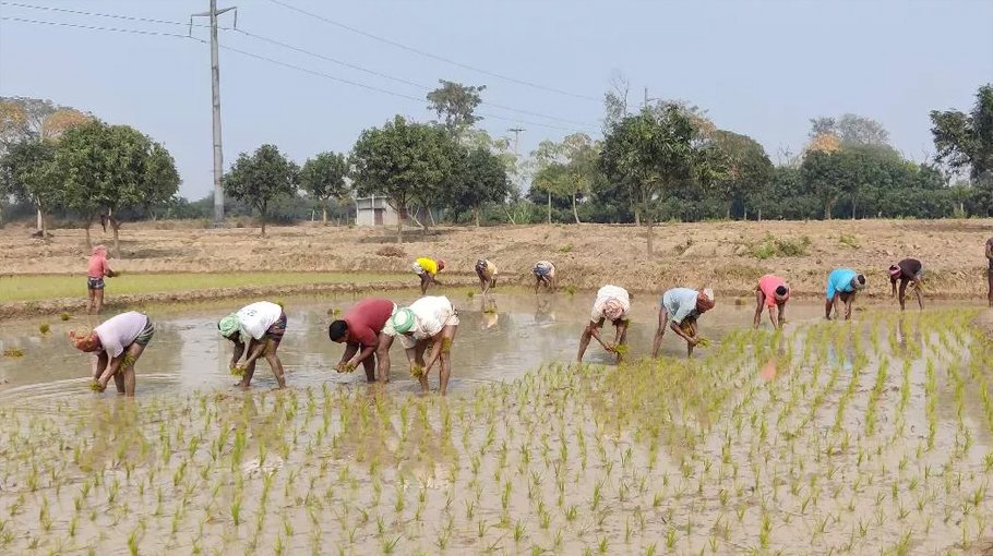 Boro rice production may exceed target in C’nawabganj