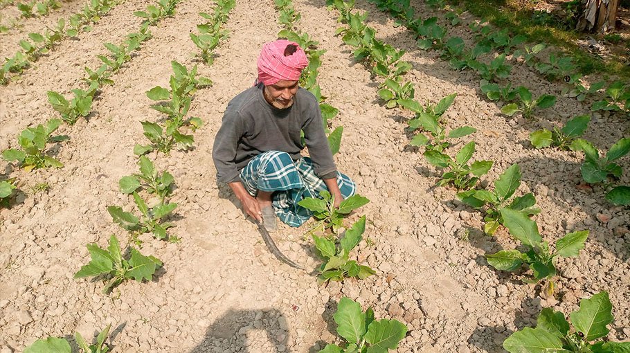 1.3 lakh tonnes of eggplant likely to be produced in Jhenaidah this year