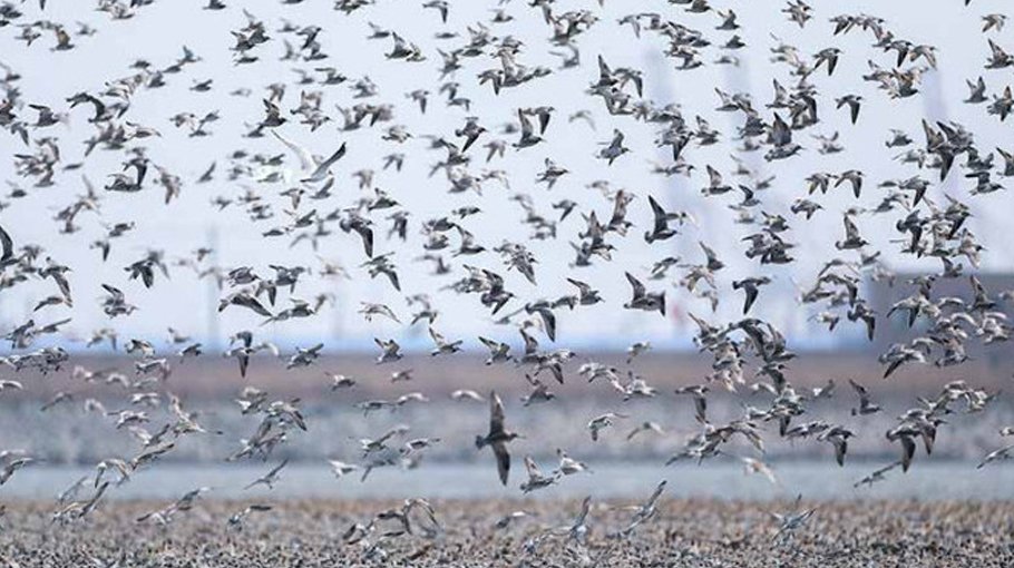 Migratory species teach us ‘nature knows no borders’ but are we listening?