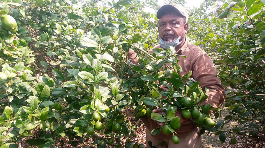 Altaf mia expects huge profit from lemon farming
