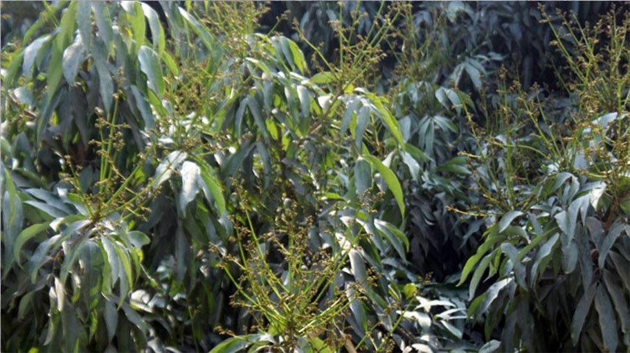 Bumper litchi production  expected in Dinajpur