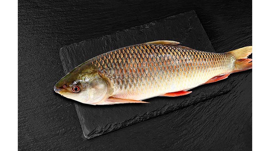 Genome sequencing of Rui fish discovered