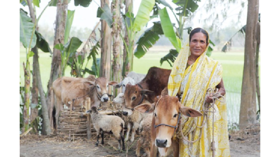 Cow rearing brings luck for women