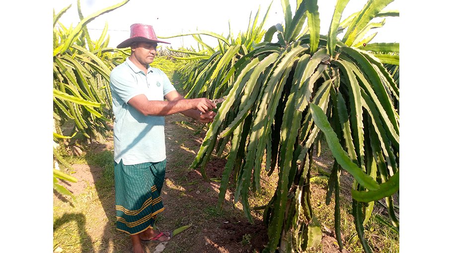 Dragon farming expands fast in Jhenaidah dist