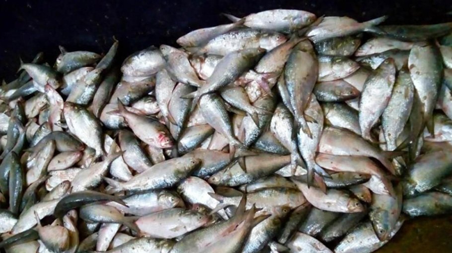 200 kgs of Jatka seized in Tonggibari