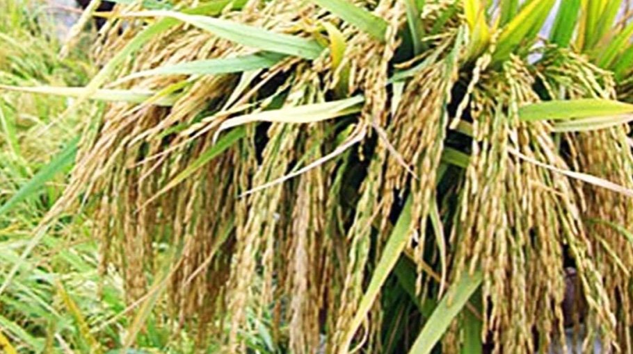 Aus growers to get incentive of Tk 64cr to boost production