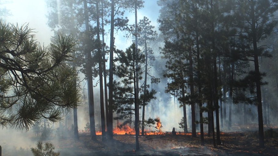 Forest management: The words matter