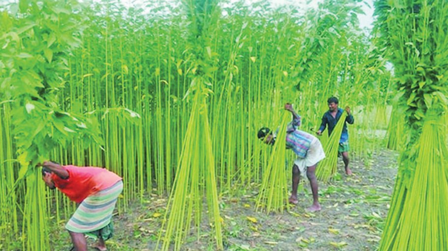 Move to revive shine of jute
