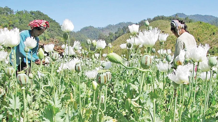 Boom times for Myanmar opium farmers as coup chaos bites