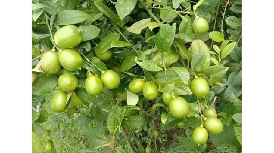 Lemon farming brings luck for Narsingdi women 
