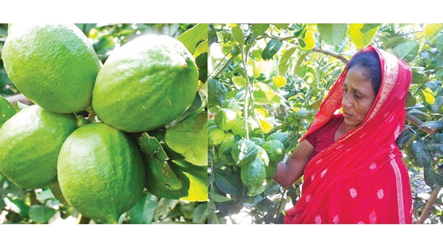 Lemon cultivation brings luck for Narsingdi women