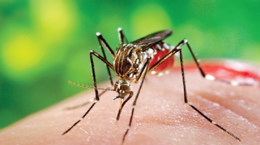Dengue rings alarm