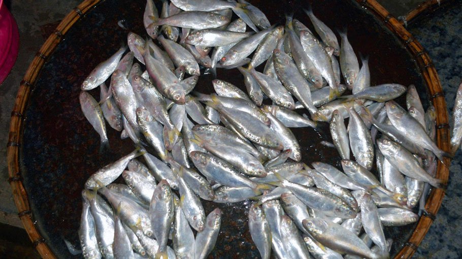 300 kg jatka netted illegally released in river 