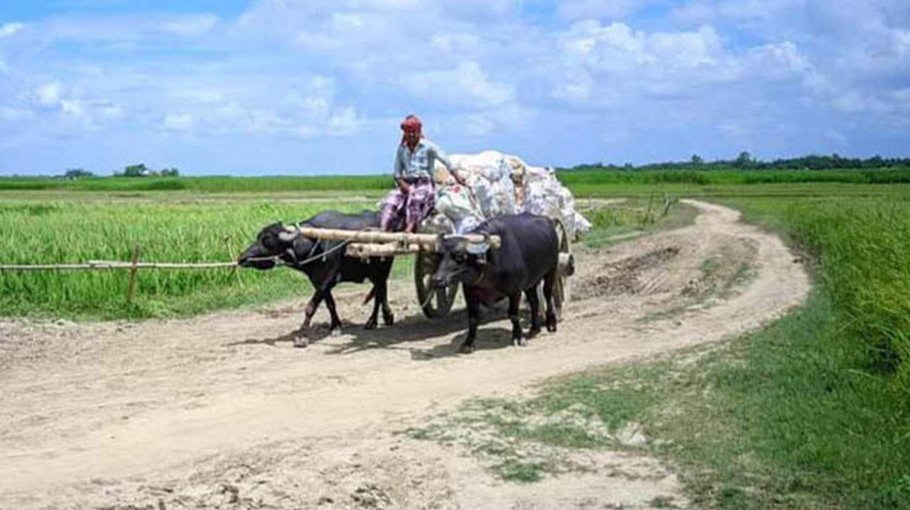 Buffalo Carts: The only means of transport for 11 Char villages of Bagha 