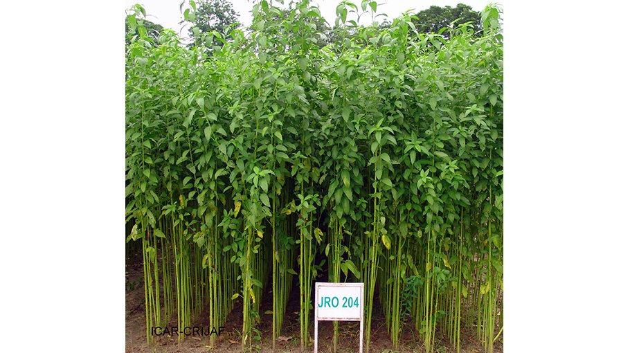 12,000 farmers to get jute seeds in Narail