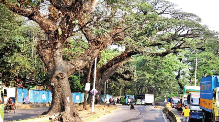 CDA to cut down century-old trees to build ramps,   citizens protest