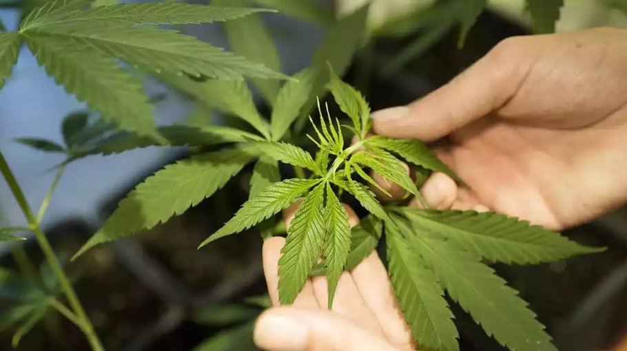 Germany gives  controversial green light to cannabis